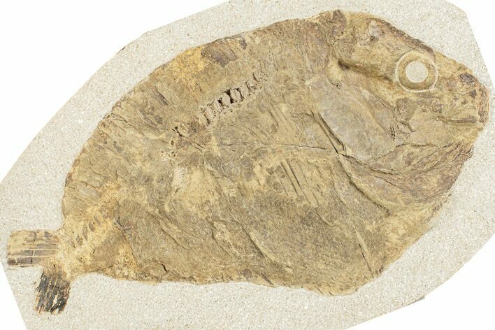 Lower Turonian Fossil Fish - Goulmima, Morocco #255488